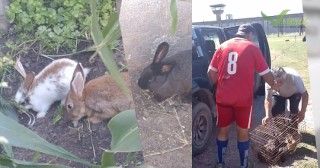Conejos en Liberté