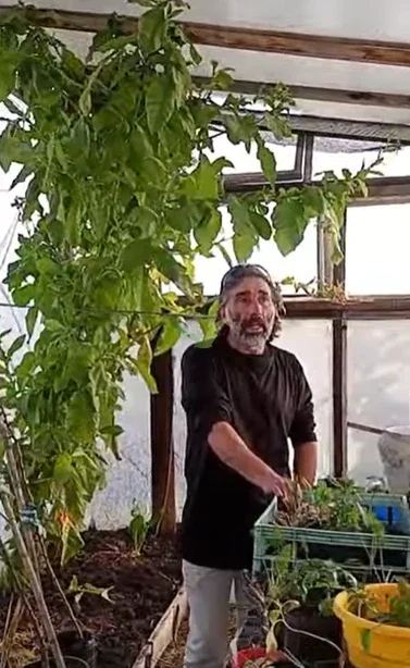 Adentro del invernáculo, entre el cultivo de verano y los cajones de plantines. El mismo espacio hace de plantinera y de producción.