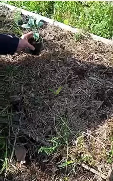 El plantín entrando al cantero cubierto con pasto seco. La cobertura se abre lo justo para recibirlo y después se vuelve a cerrar.