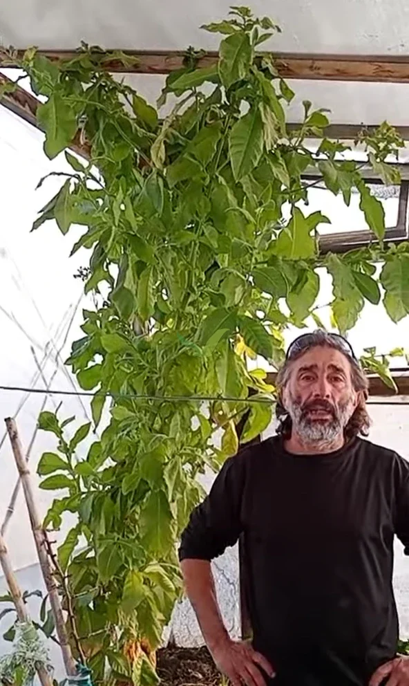 La planta de tabaco dentro del invernáculo, en pleno desarrollo. Manejo agroecológico, con bioinsumos producidos en el mismo sitio.